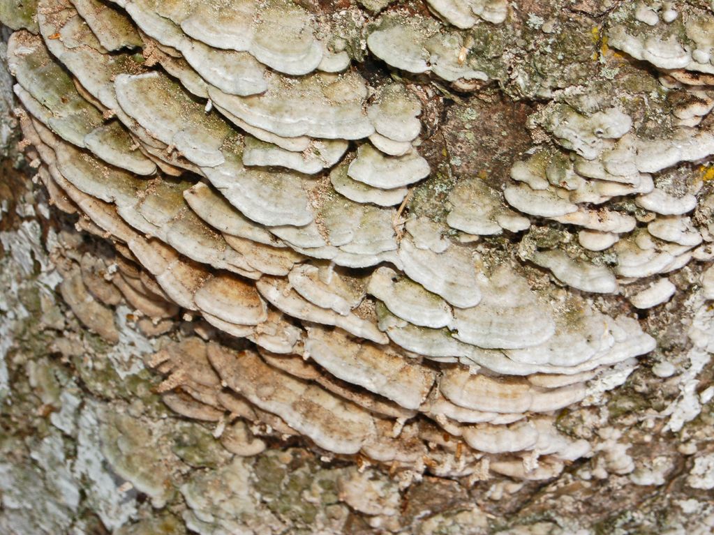 Funghi legnosi